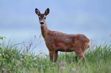 Sarna, sarna europejska, Capreolus capreolus