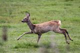 Sarna, sarna europejska, Capreolus capreolus