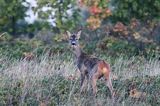 Sarna, sarna europejska, Capreolus capreolus