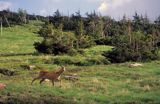 sarna, sarna europejska, Capreolus capreolus, na Równi pod Śnieżką