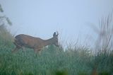 sarna, Capreolus capreolus, koziołek