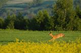 sarna samiec koziołek, Capreolus capreolus