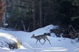 sarna na leśnej drodze, Capreolus capreolus