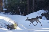 sarna na leśnej drodze, Capreolus capreolus