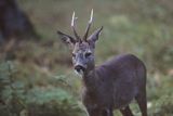 sarna koziołek samiec portret Capreolus capreolus