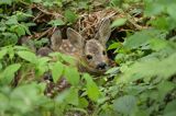 sarna, Capreolus capreolus, maluchy