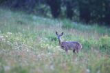 Sarna, sarna europejska, Capreolus capreolus, samica