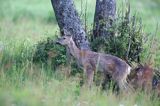 Sarna, sarna europejska, Capreolus capreolus, samica