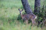 Sarna, sarna europejska, Capreolus capreolus, samica