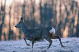 Sarna, sarna europejska, Capreolus capreolus, samica