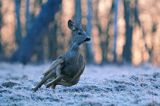 Sarna, sarna europejska, Capreolus capreolus, samica