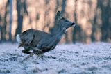 Sarna, sarna europejska, Capreolus capreolus, samica