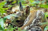 sarniak Capreolus capreolus