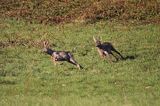 dwa koziołki, gonitwa, sarna europejska Capreolus capreolus)