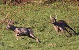 dwa koziołki, gonitwa, sarna europejska Capreolus capreolus)