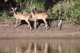 Sarna, sarna europejska, Capreolus capreolus, rzeka Odra