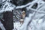 Sarna, sarna europejska, Capreolus capreolus, samica