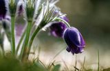 sasanki, Sasanka otwarta, sasanka dzwonkowata, Pulsatilla patens