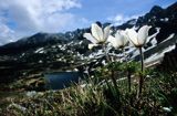 sasanka alpejska Tatry Pulsatilla alba - Pulsatilla alpina