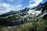sasanka alpejska Pulsatilla alpina)