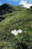 sasanka alpejska Pulsatilla alpina)