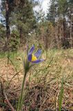 sasanka otwarta /Pulsatilla patens/