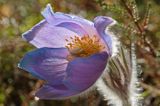 sasanka otwarta /Pulsatilla patens/