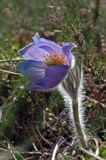 sasanka otwarta /Pulsatilla patens/