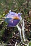 sasanka otwarta /Pulsatilla patens/