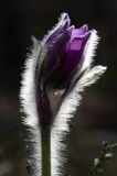 sasanka otwarta /Pulsatilla patens/