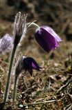 Sasanka otwarta, sasanka dzwonkowata, Pulsatilla patens