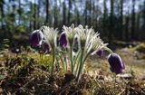 sasanki, sasanka otwarta, sasanka dzwonkowata, Pulsatilla patens