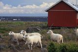 wyspa Selka-Sarvi, Park Narodowy Selka-Sarvi, Finlandia, Zatoka Botnicka