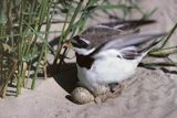 sieweczka obrożna charadrius hiaticula