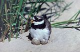 sieweczka obrożna charadrius hiaticula