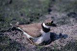 sieweczka rzeczna, CHARADRIUS DUBIUS