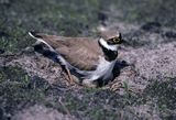 sieweczka rzeczna, CHARADRIUS DUBIUS, gniazdo z jajami