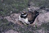 sieweczka rzeczna, CHARADRIUS DUBIUS, na gnieździe