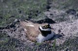 sieweczka rzeczna, CHARADRIUS DUBIUS na gnieździe