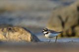 Sieweczka rzeczna, Charadrius dubius