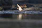 Sieweczka rzeczna, Charadrius dubius