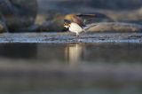 Sieweczka rzeczna, Charadrius dubius