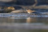 Sieweczka rzeczna, Charadrius dubius