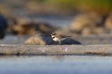 Sieweczka rzeczna, Charadrius dubius