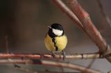 sikora bogatka Parus major