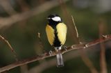 sikora bogatka Parus major