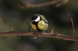 sikora bogatka Parus major