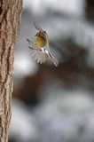 sikora bogatka Parus major