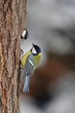 sikora bogatka Parus major