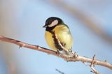 sikora bogatka Parus major